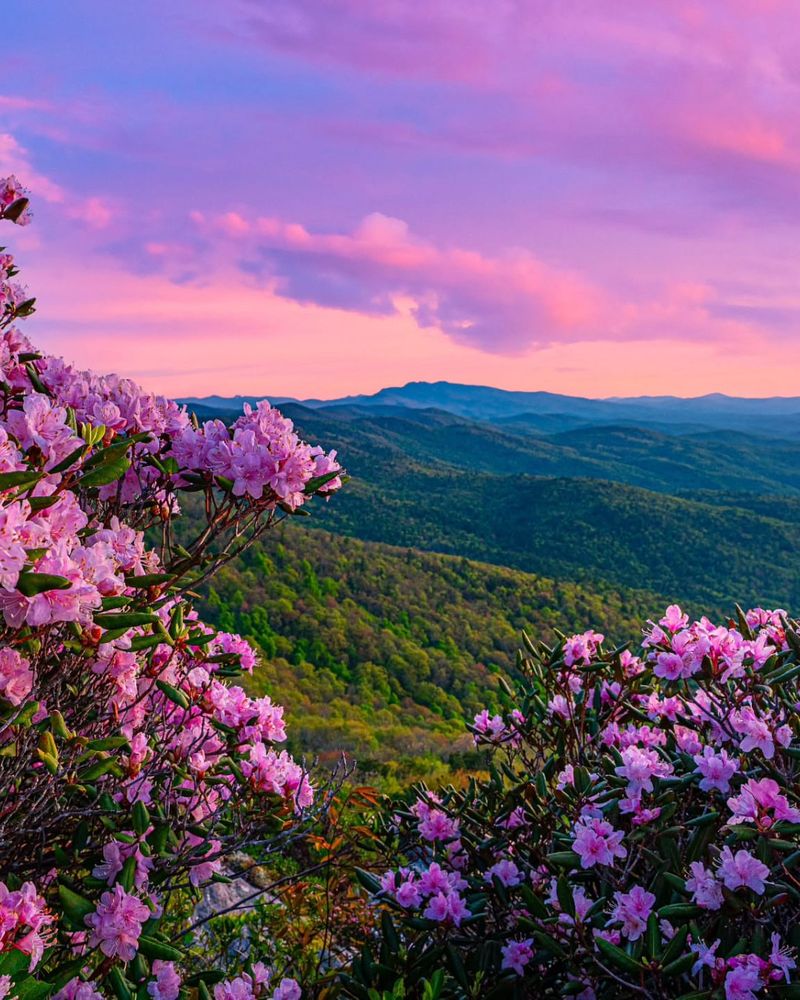 Rhododendron