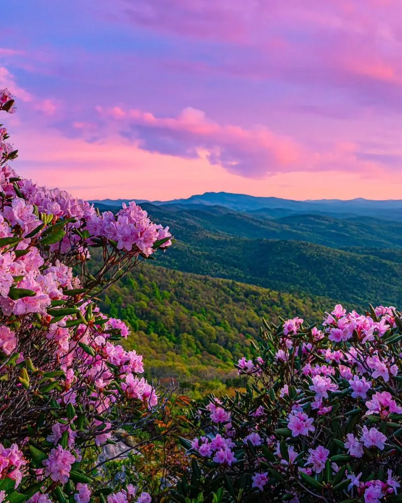 Rhododendron
