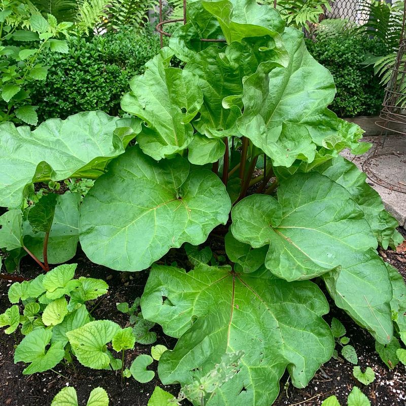 Rhubarb