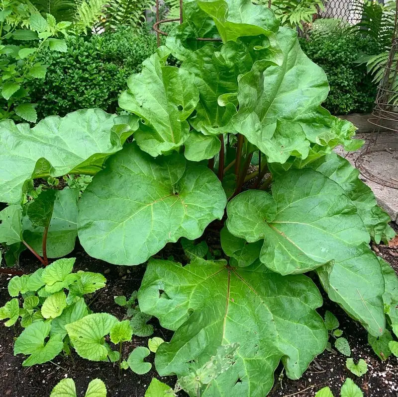 Rhubarb