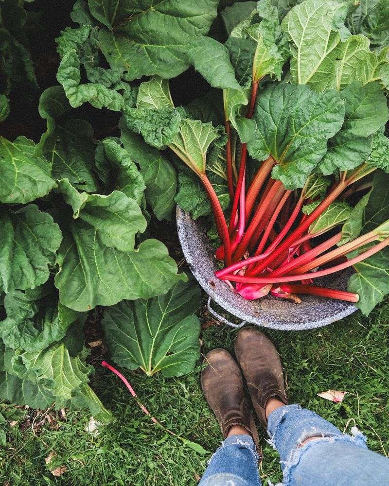 Rhubarb