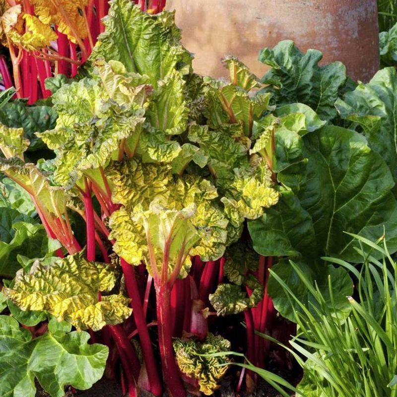 Rhubarb
