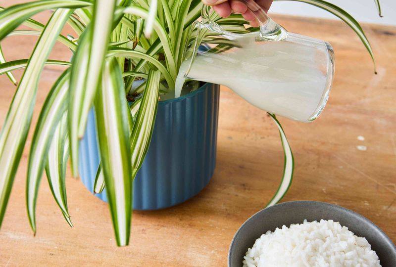 Rice Water for Plant Nutrition