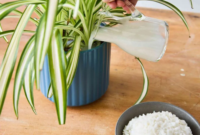 Rice Water