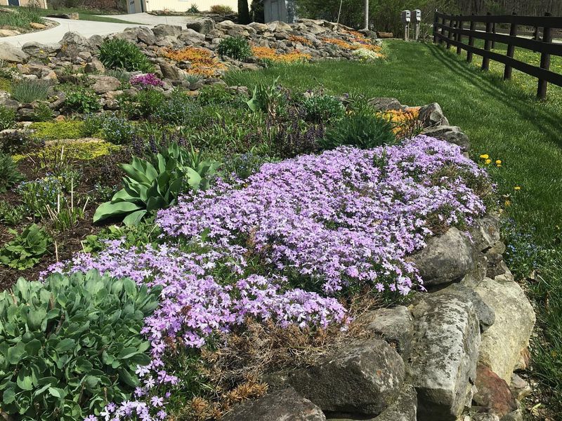 Rock Garden