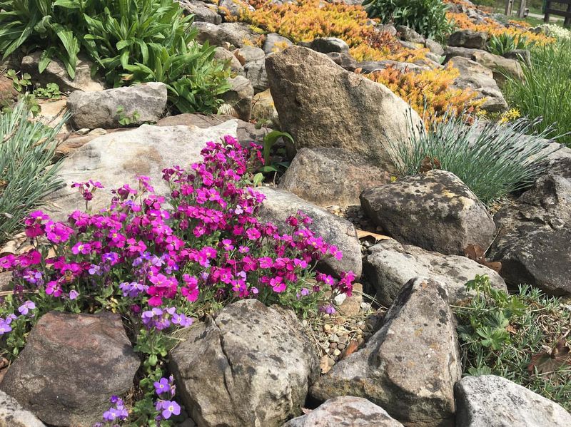 Rock Gardens
