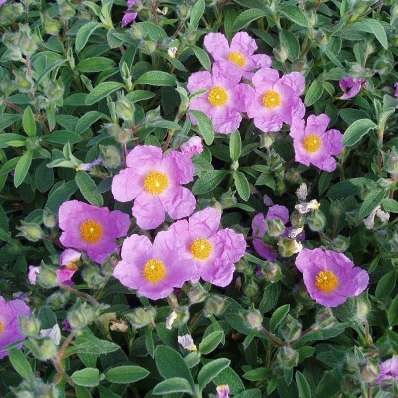 Rock Rose