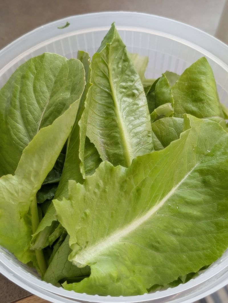Romaine Lettuce