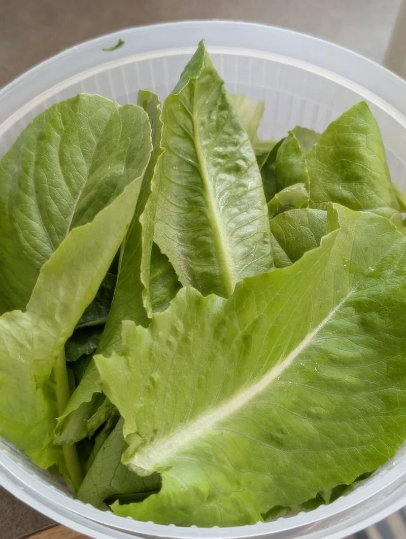 Romaine Lettuce