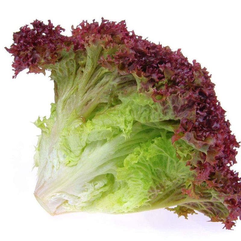 Lollo Rosso