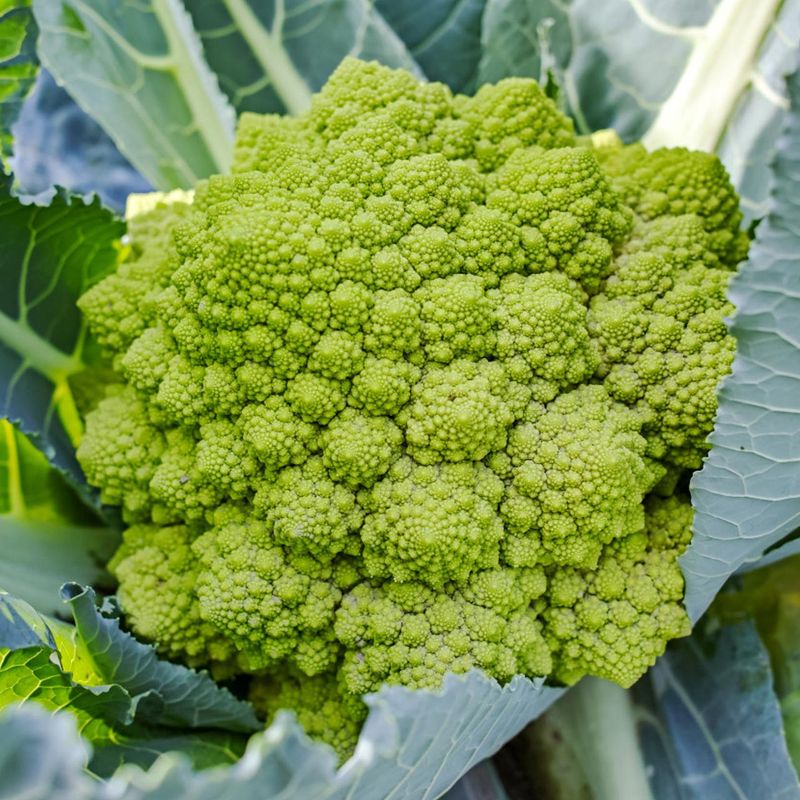 Romanesco Broccoli