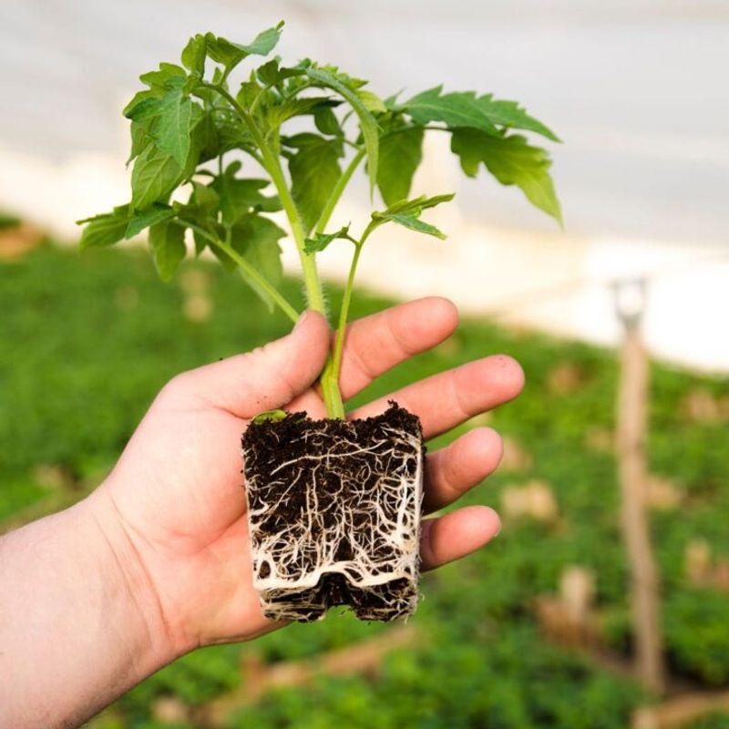 Root Bound in Containers