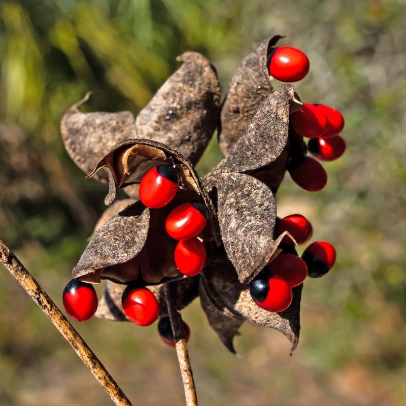 Rosary Pea