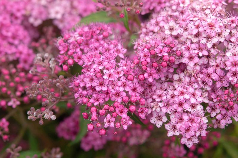 Spirea