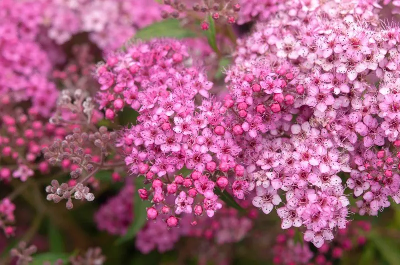 Spirea