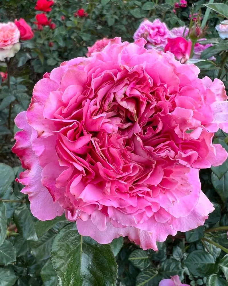 Rose