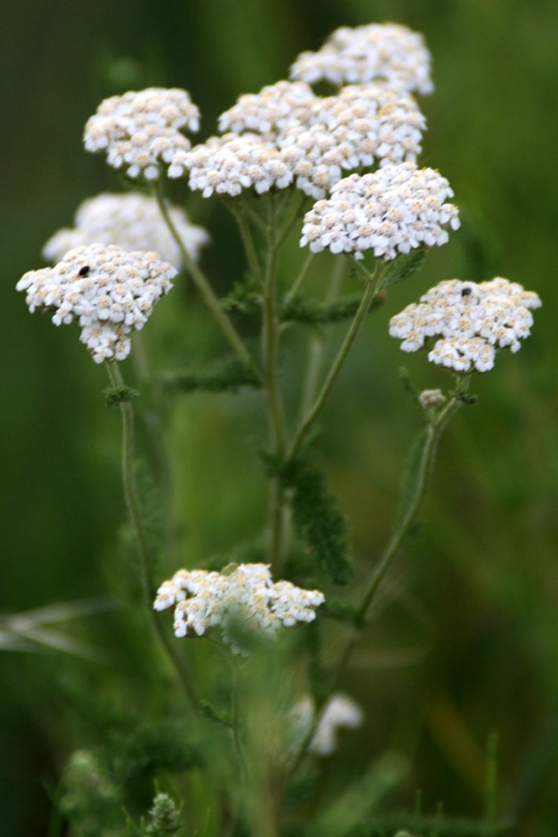 Yarrow