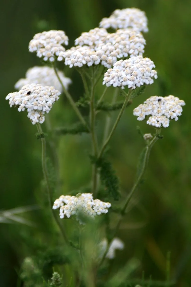 Yarrow