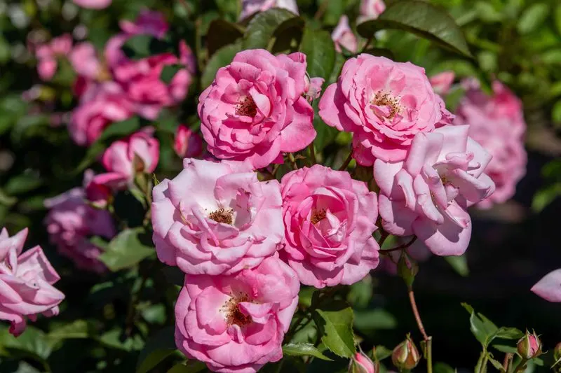 Rose Bushes