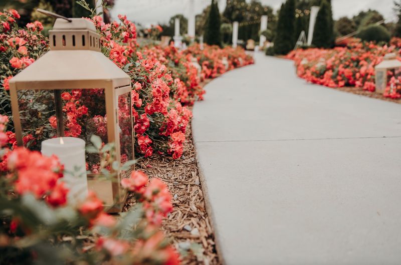 Rose Petal Pathways