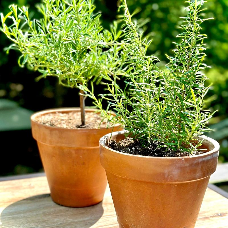 Rosemary