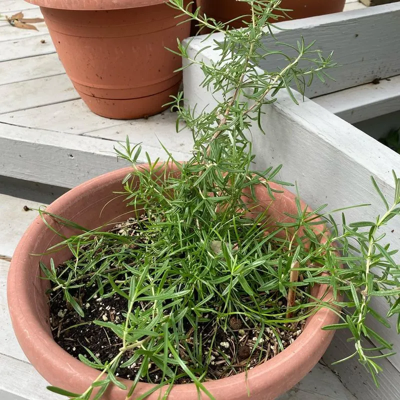 Rosemary