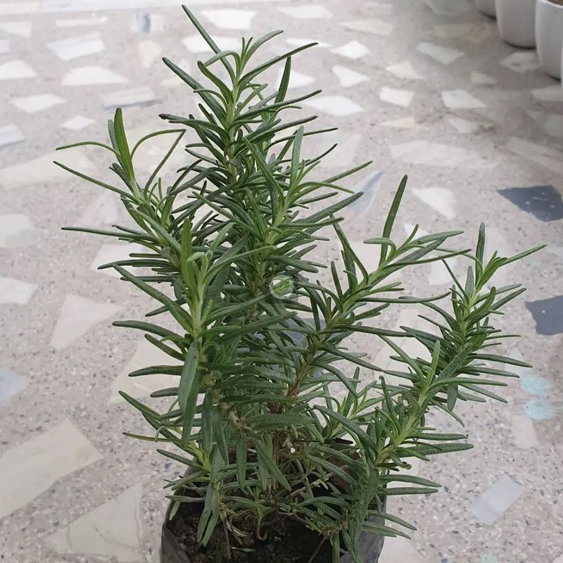 Rosemary