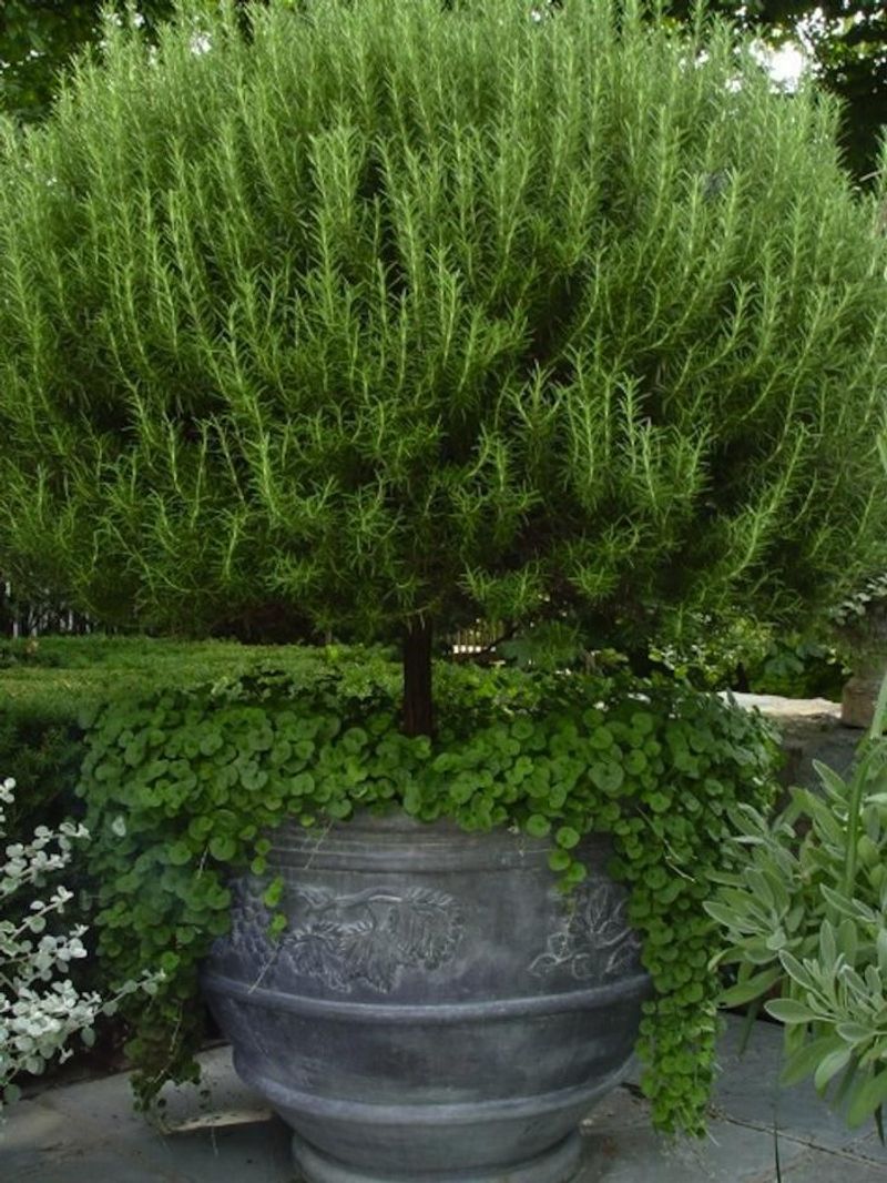 Rosemary