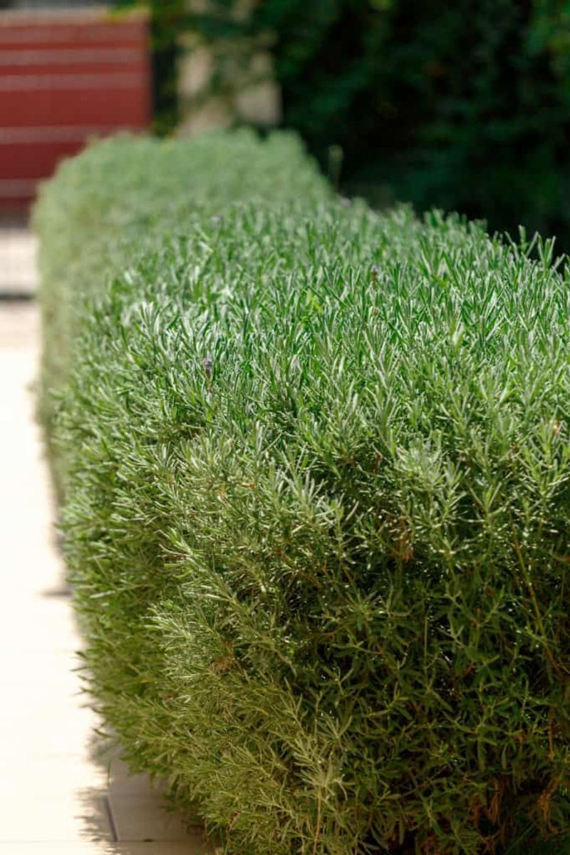 Rosemary