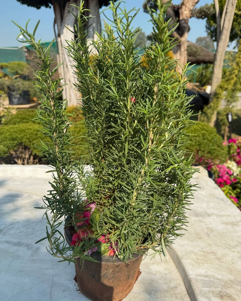 Rosemary