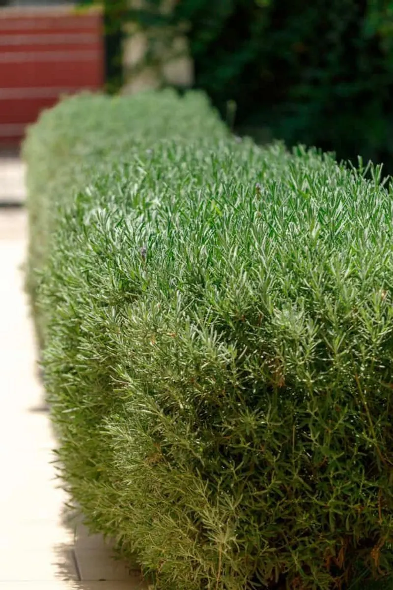 Rosemary