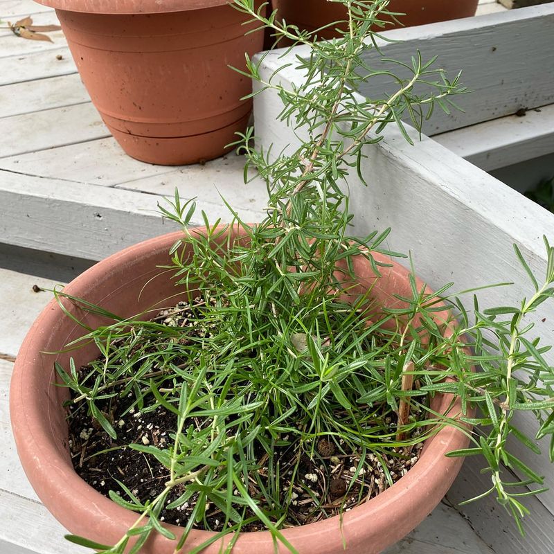 Rosemary