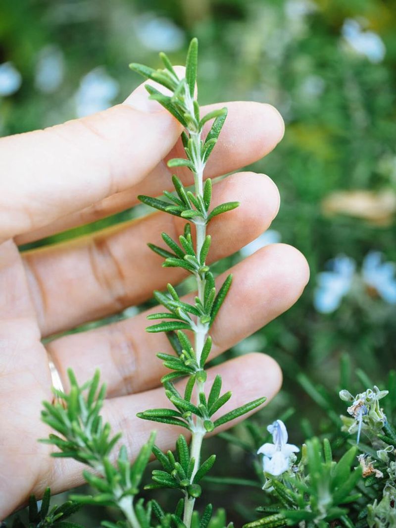 Rosemary