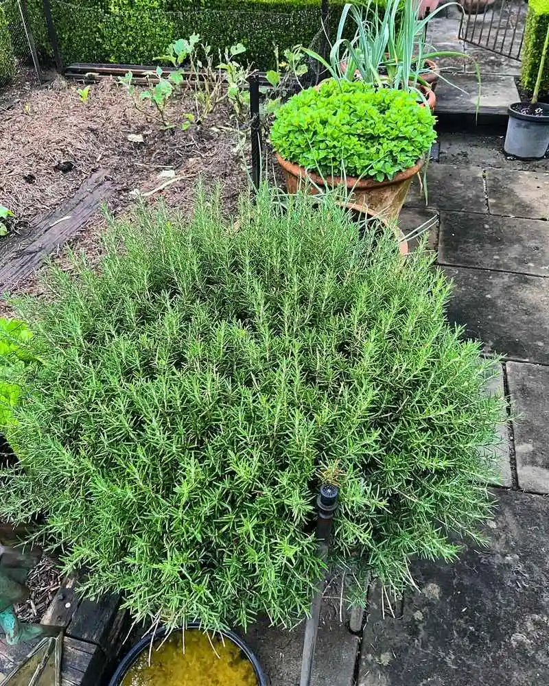 Rosemary