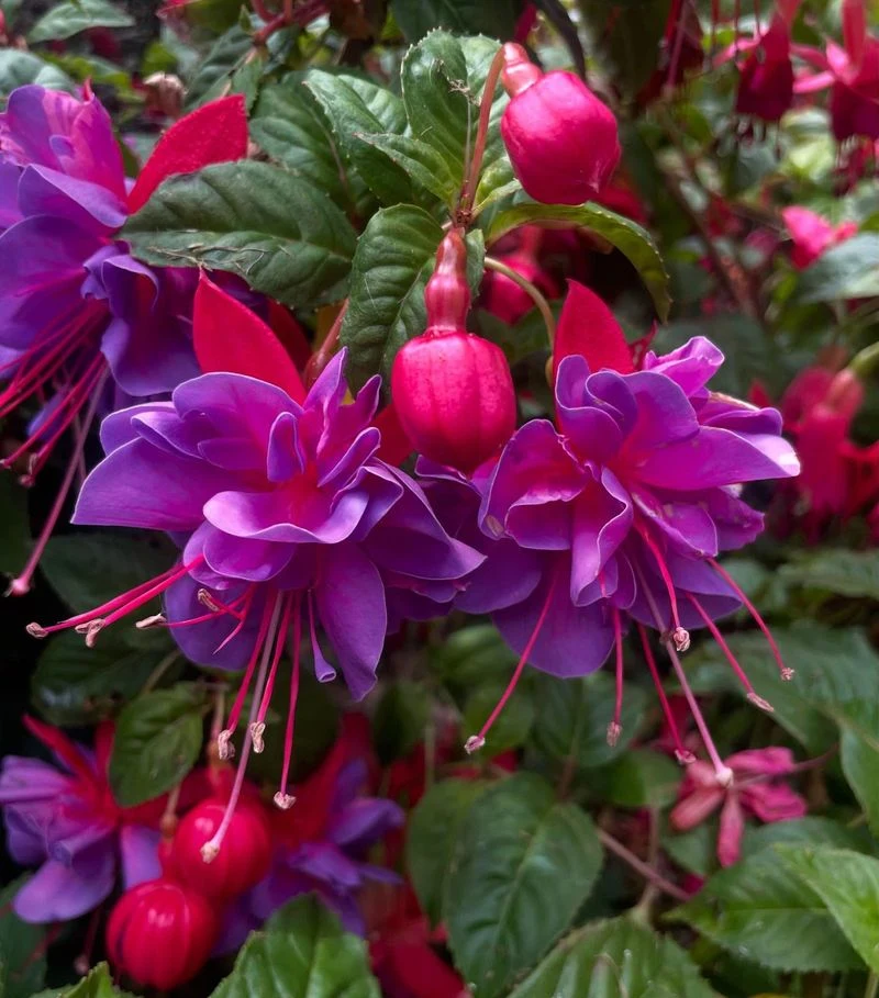 Fuchsia