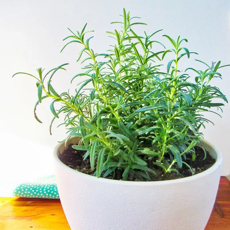 Rosemary