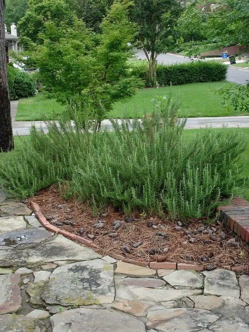 Rosemary