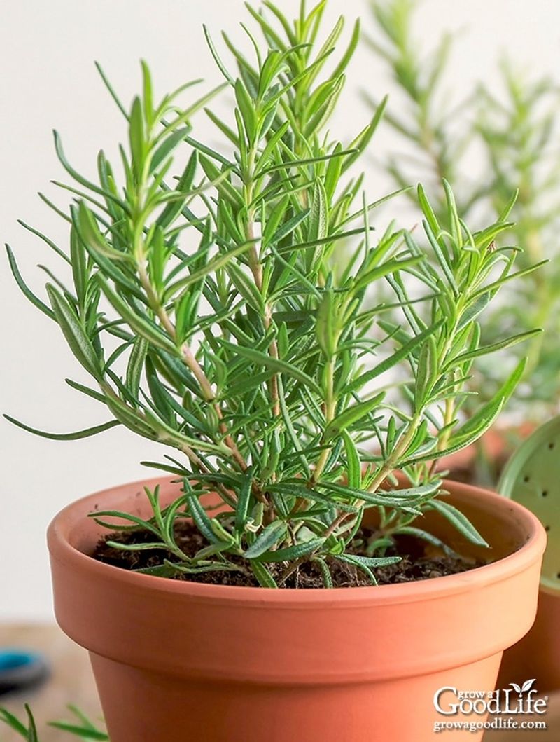 Rosemary