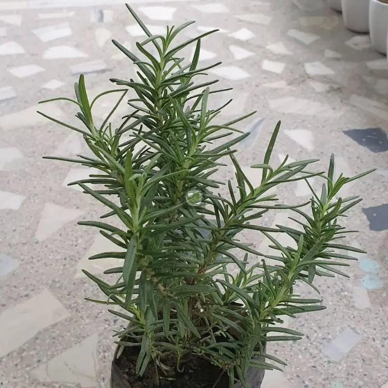 Rosemary