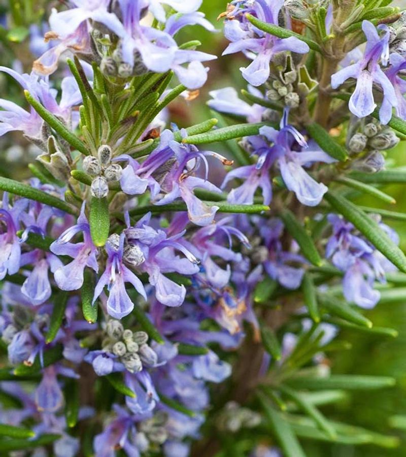 Rosemary