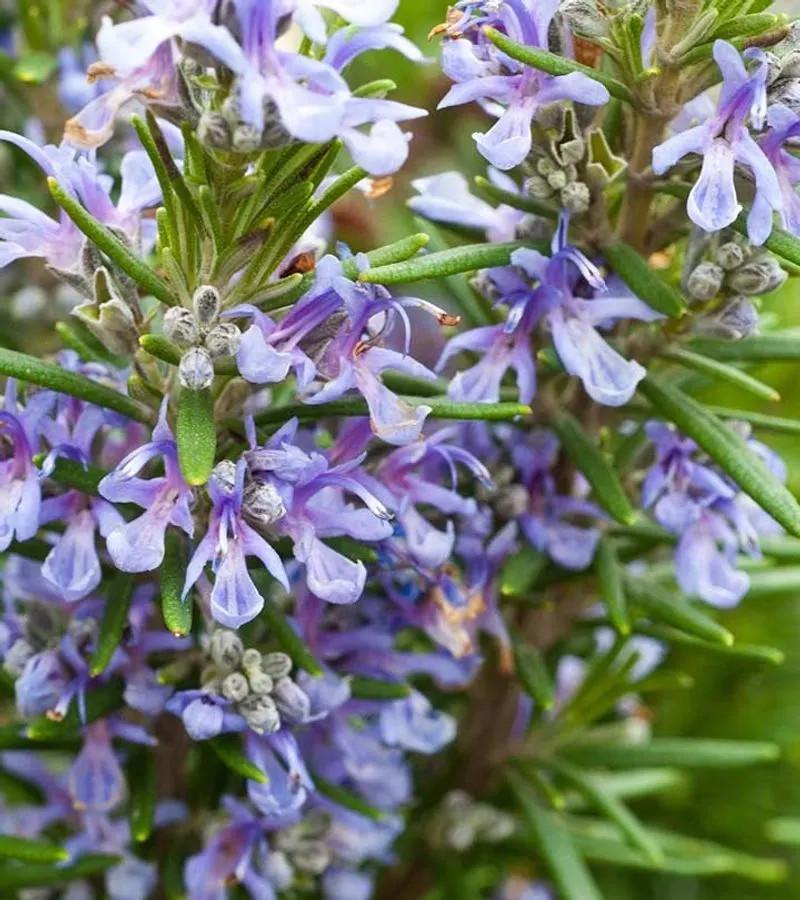 Rosemary