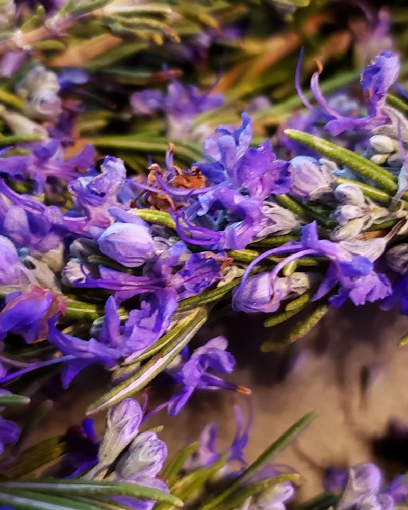 Rosemary Blossoms