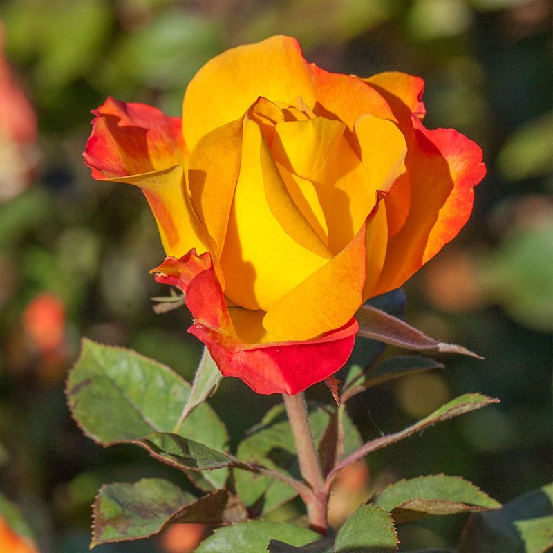 Roses