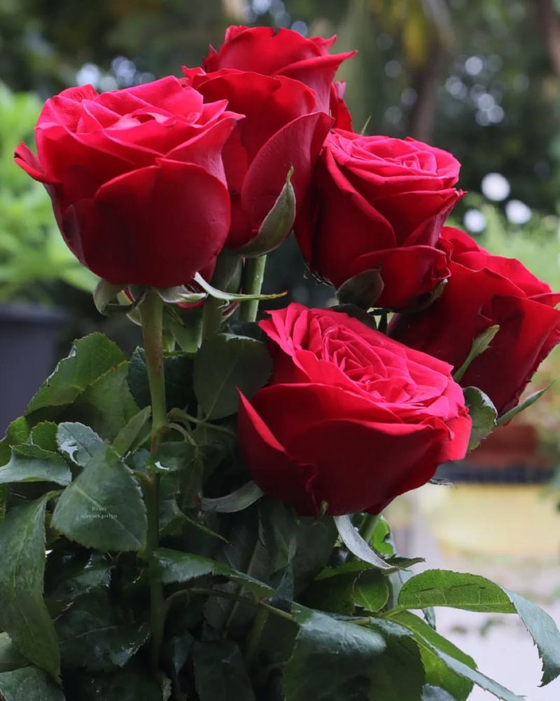 Roses