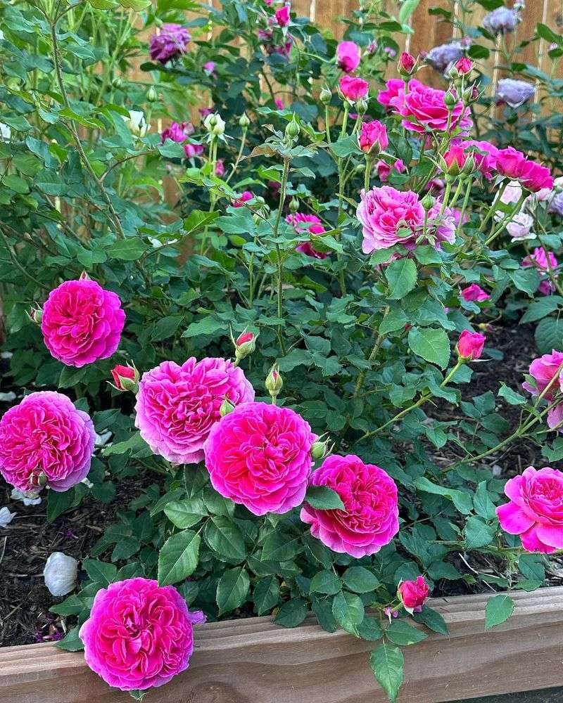 Roses