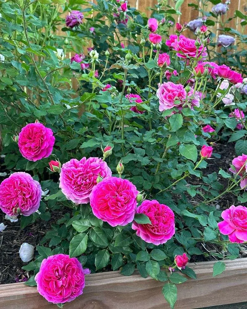 Roses