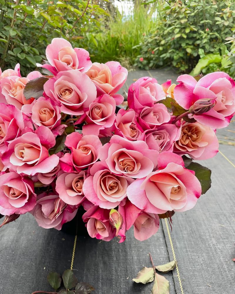 Roses