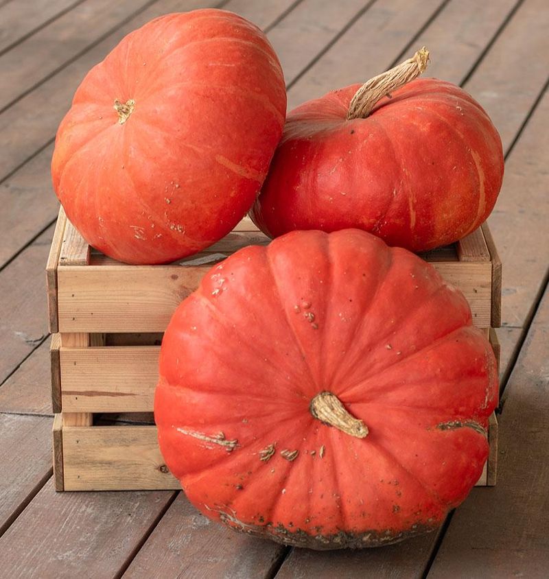 Rouge Vif d'Etampes Pumpkin
