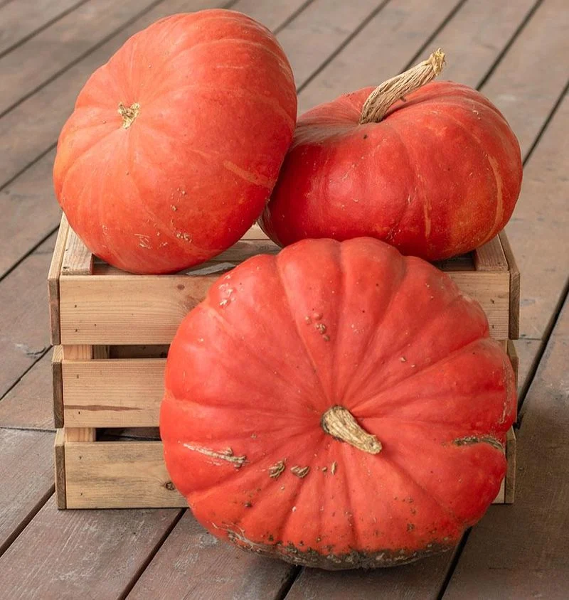 Rouge Vif d'Etampes Pumpkin