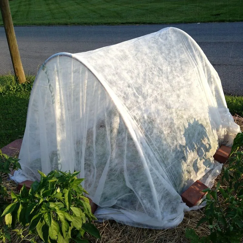 Row Covers